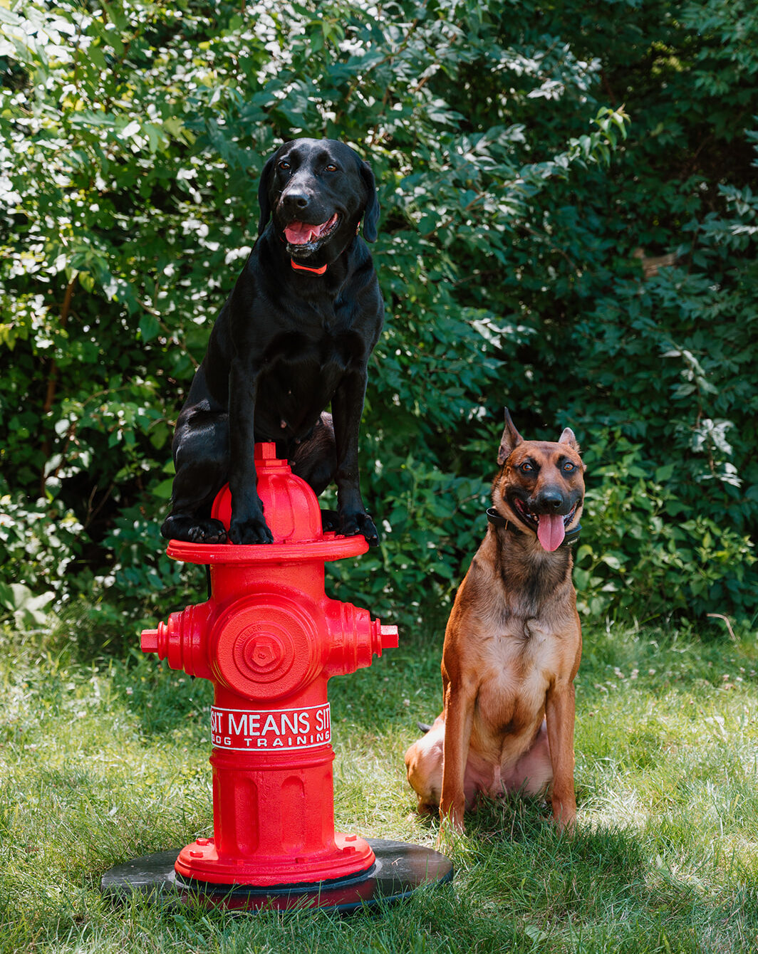one black dog sitting on fire hydrant and brown dog sitting on grass