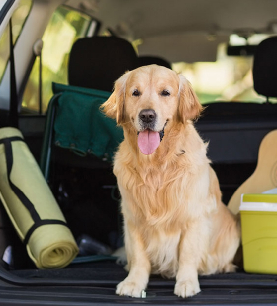 older golden retriever sitting in the back of a car