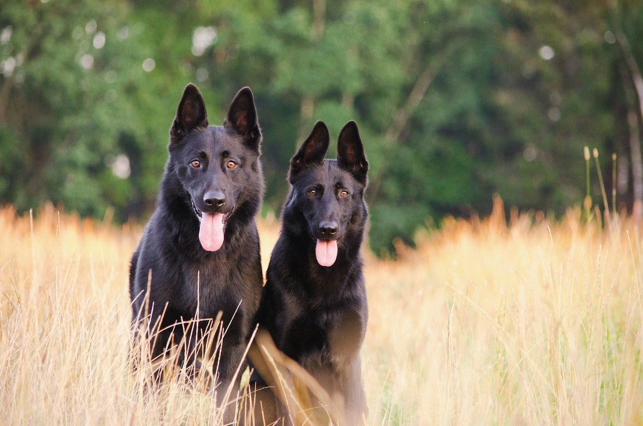 Two german shepards outside