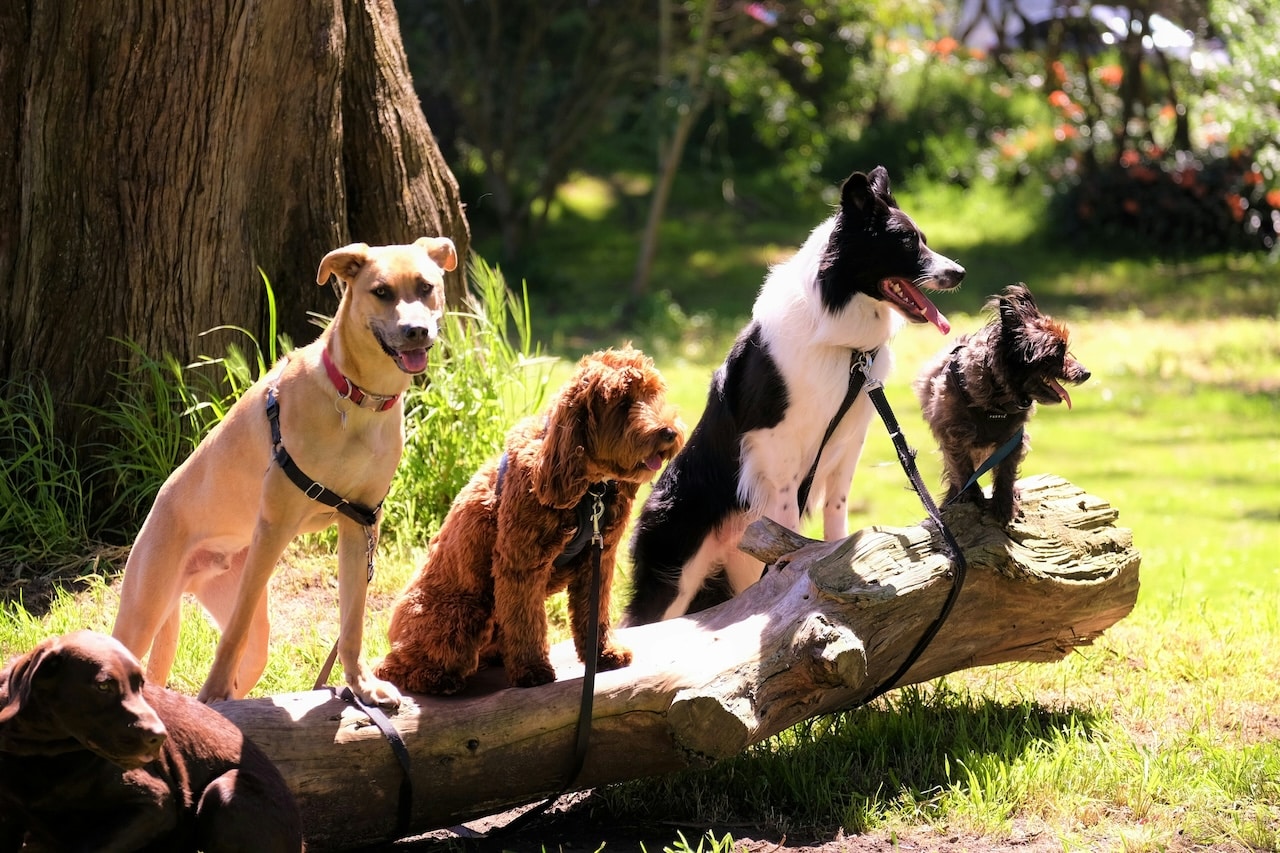 Four dogs sitting on a tree log