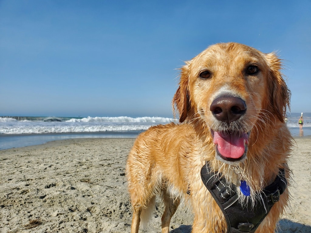 Golden Retriever at the beach