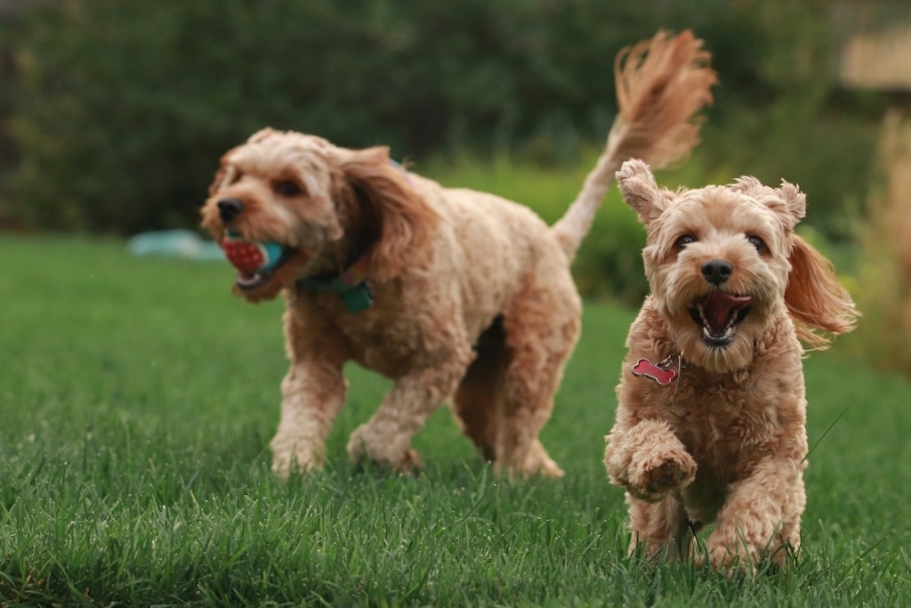 Two doodles playing fetch in yard